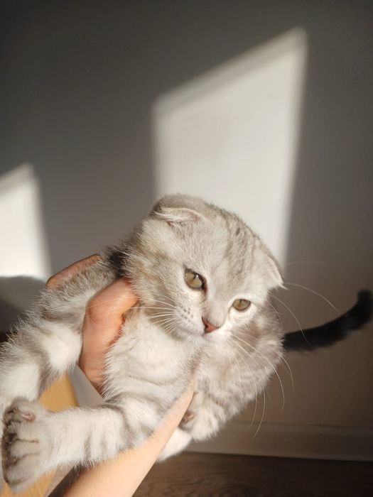 Вислоухий шотландский котенок