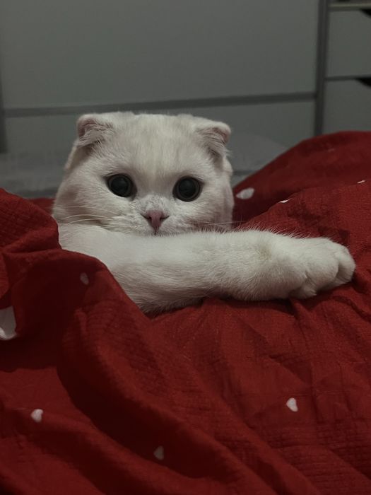 вислоухая кошка