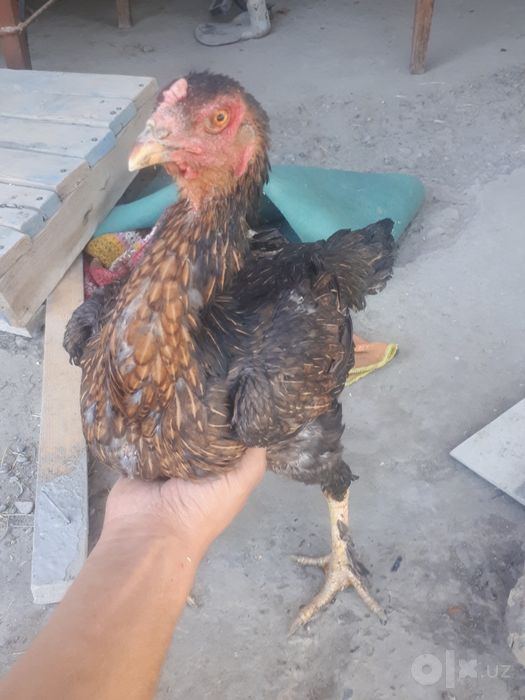 Brama xróz va duraga tovuģ sotiladi