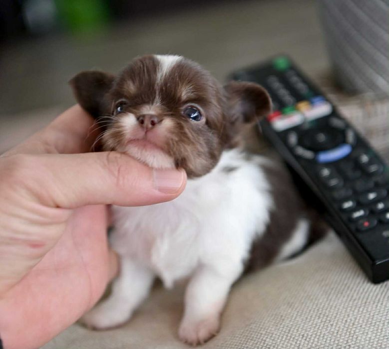 Мъжко дългокосместо мини чихуахуа бял шоколадов тен
