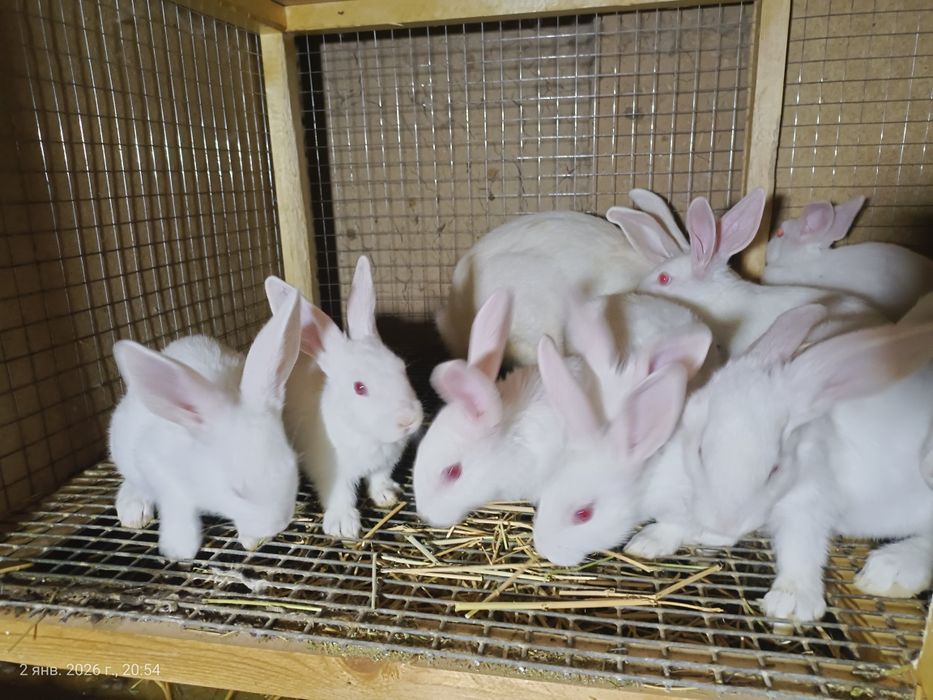 Srochno Quyonlar sotilati.