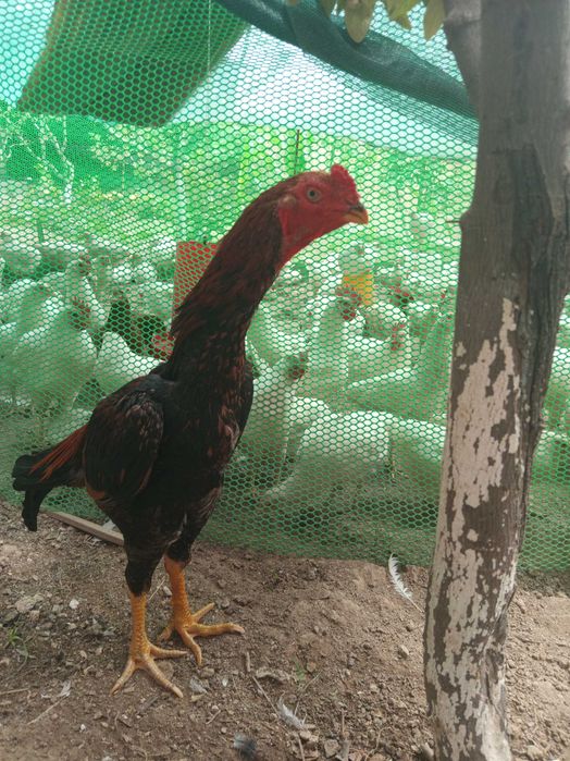 Dakan O SHamo imperia