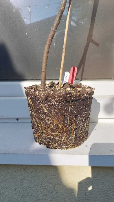 Smochin mov dulce - puiet viguros 1-3 ani (75-150 cm) - rezistent la inghet
