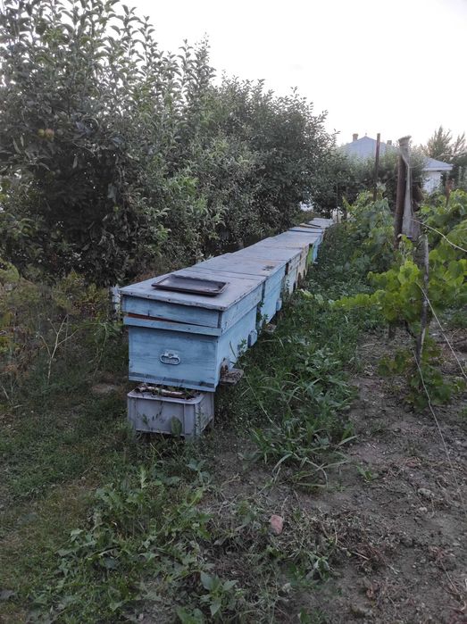 Familii de albine de vanzare