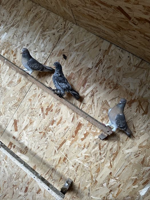 Продам голубей звоните