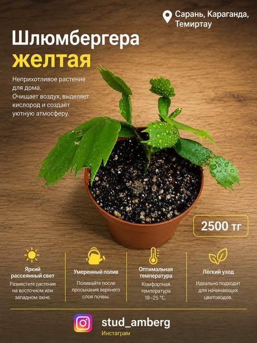 Алоэ,шлюмбергера,рипсалидопсис