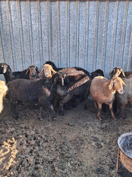 Бір бір жарым жасар тоқтылар сатылады. Сауда бар