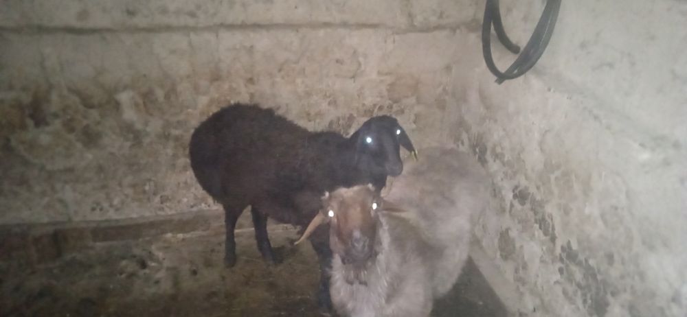 Продам Қошқар кошкар