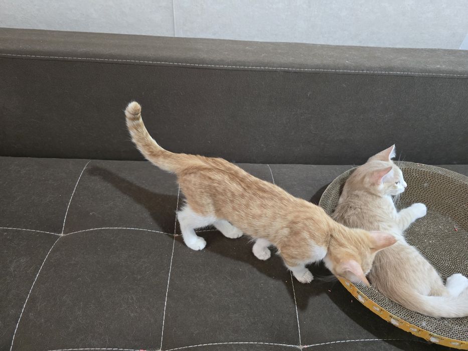 Котята 3 месяца рыжие мальчики