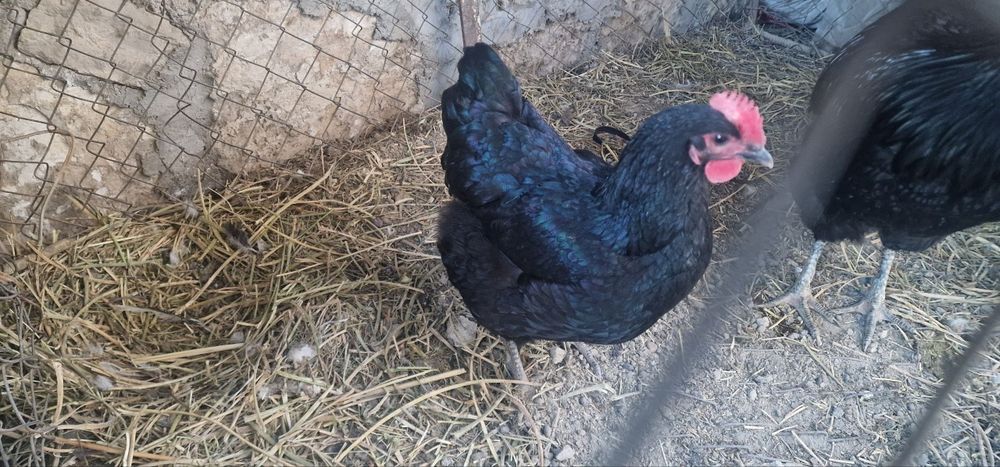 Bramma va jersi xoʻroz tovuqlar sotiladi