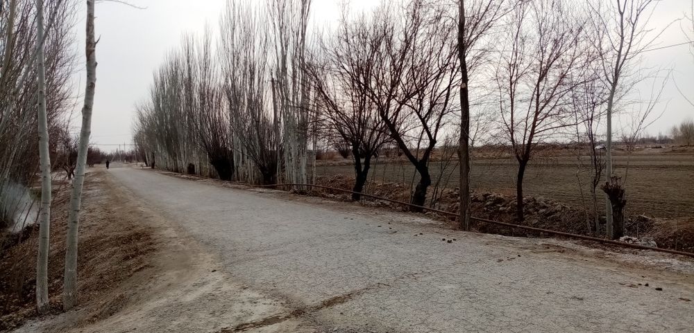 Терак сотилади Бухоро вилояти Жондор тумани