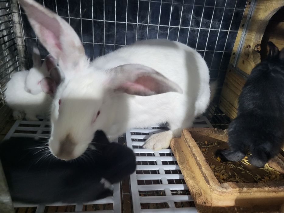 Iepuri HycoleFrancez & Alb de Pannon