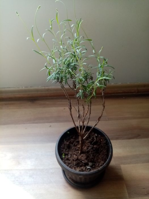 Продавам  разсад Лавандула