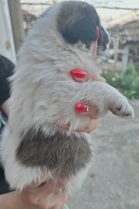 Подарявам кученца!