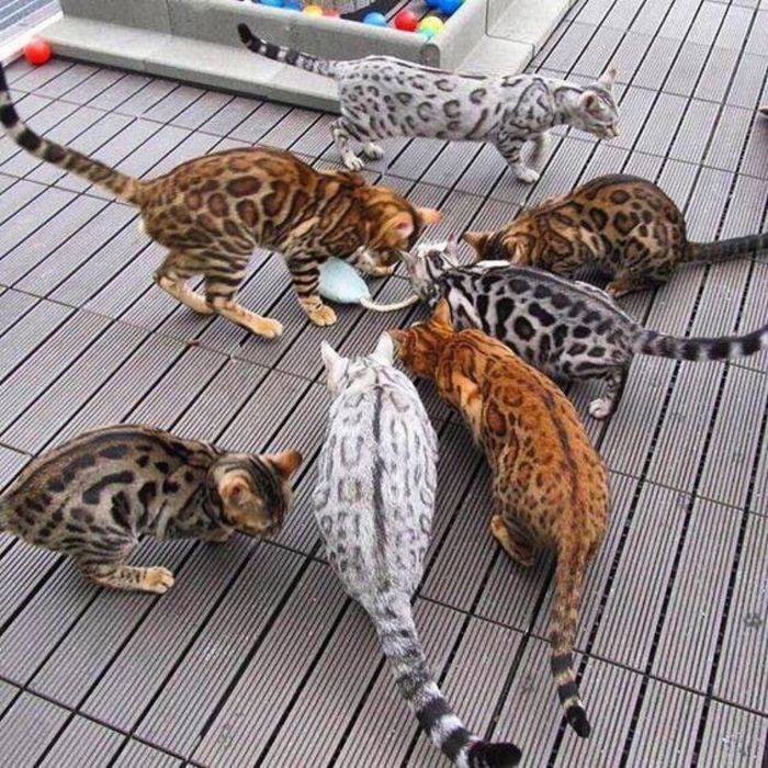 БЕНГАЛЬСКИЕ кошечки и котики !