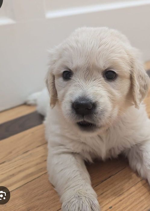 Băiețel Golden Retriever cu Pedigree FCI