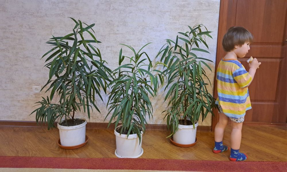 Комнатные цветы разные