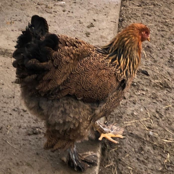 Familii De găini de rasa deosebite