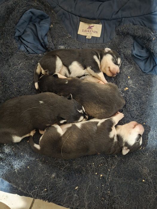 Бронь на щенков Хаски