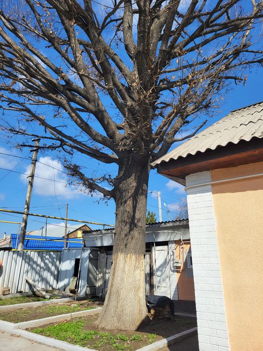 Продам дуб ,Многолетний ,большой