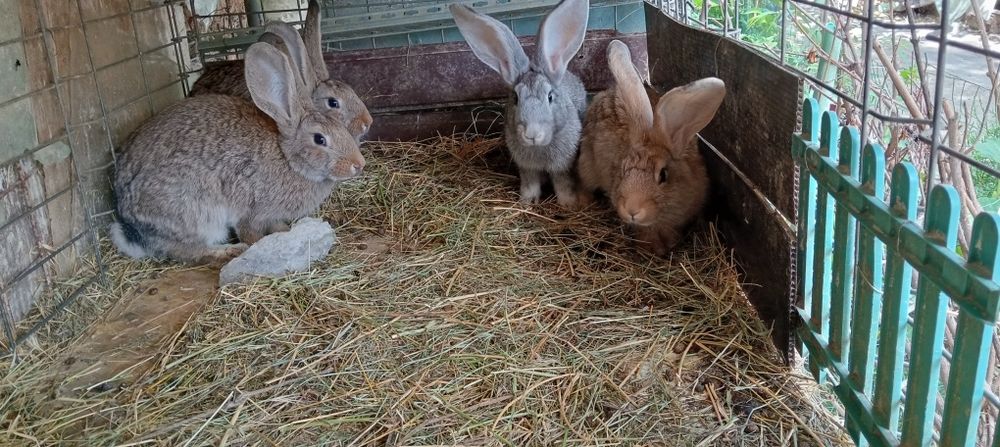 Vând iepurii de casă