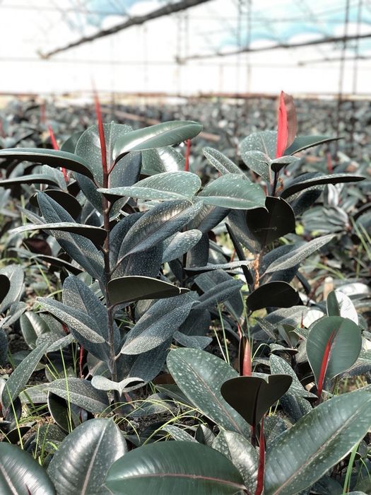 Fikuslar sotiladi ( uy va ofis uchun) Фикус