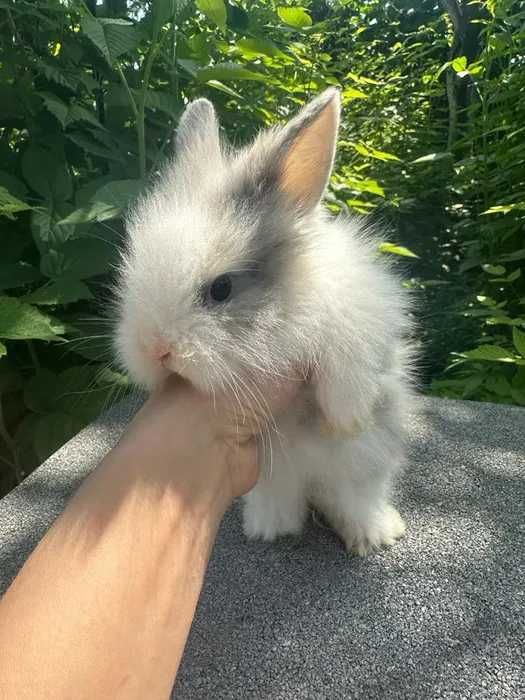 Крольчата вислоухие и торчеухие