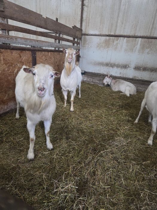 Țapi Saanen de vanzare