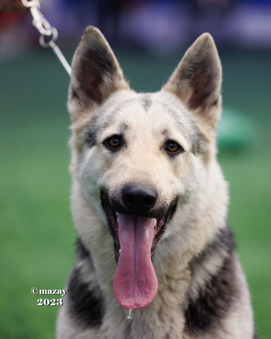 Резерв. Щенки ВЕО