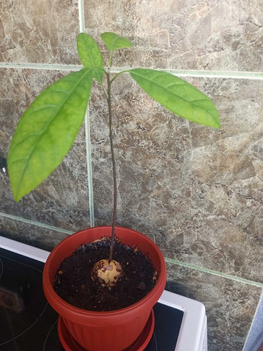 Стайна теменужка и авокадо