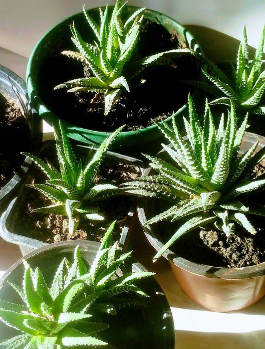 Кактус "Хавортия"