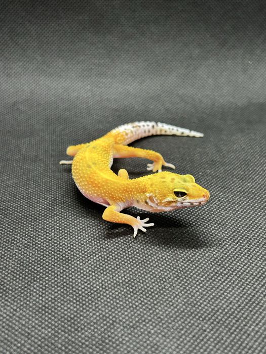 Бебета леопардови гекони и др.
