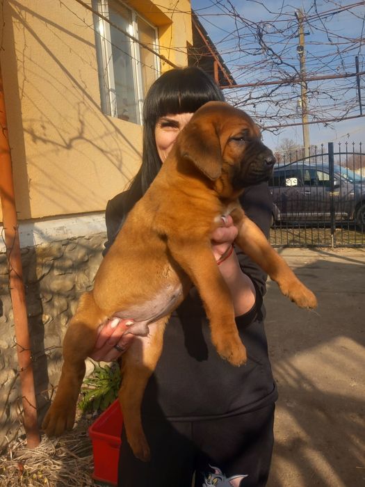 Catel TOSA INU calitate