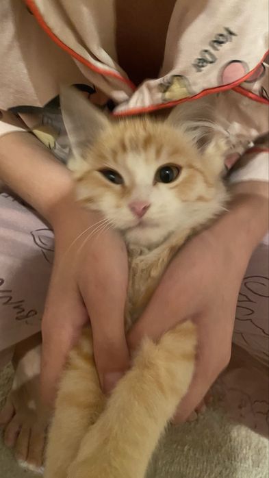 Продам кота мейн-кун