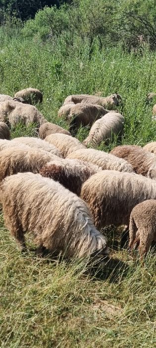 Vand miei turcani
