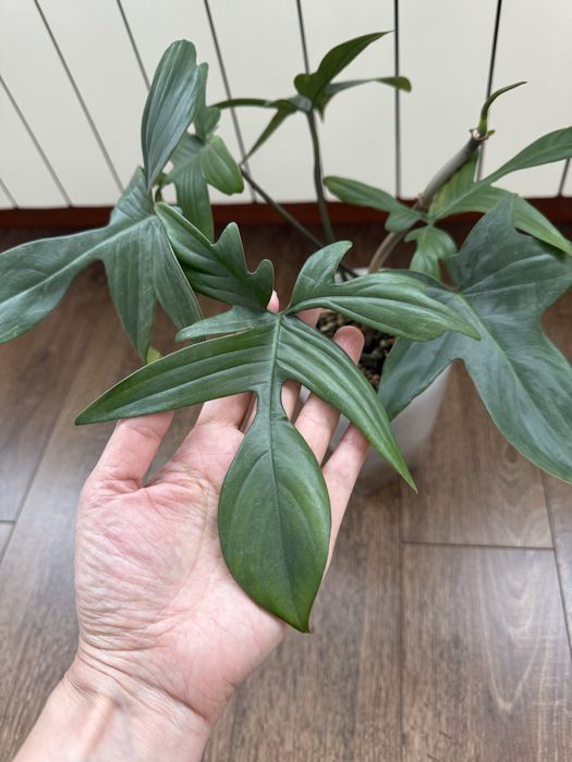 Филолендрон флорида бьюти