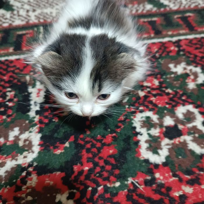 Продаются котята