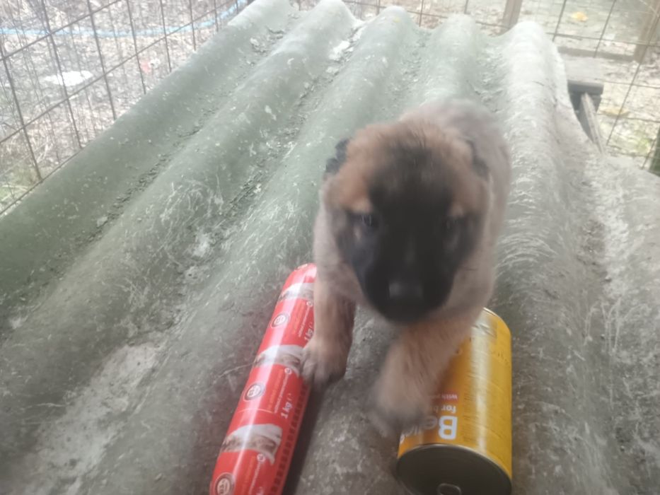 Pui Malinois fetite