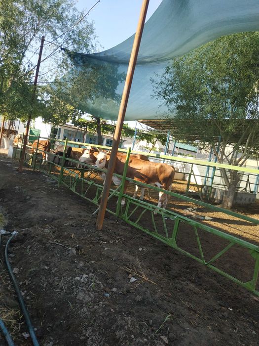 Продаётся участок в районе киргили .ФНПЗ