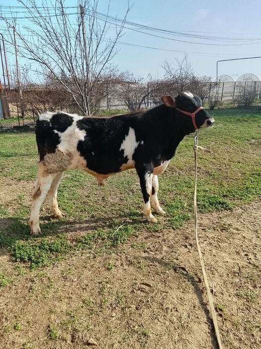 Продаются молодые быки