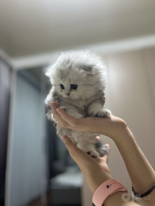 Продаю котёнка