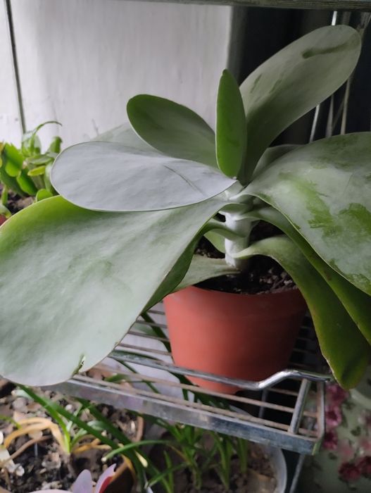 Толстяка , необычная.