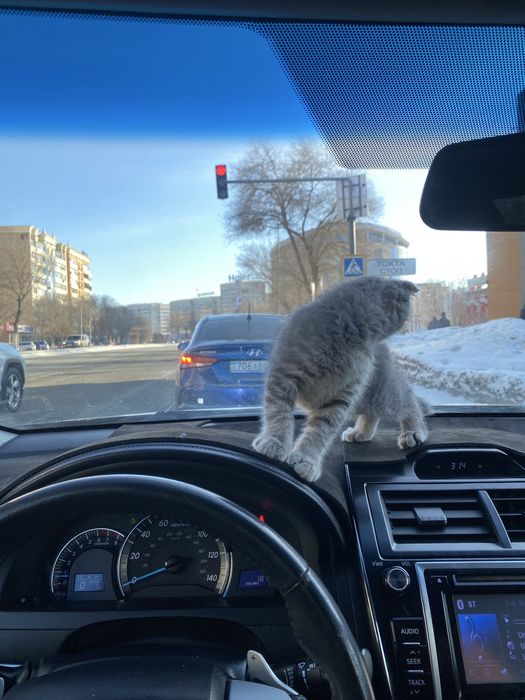 Продам кошку Симба