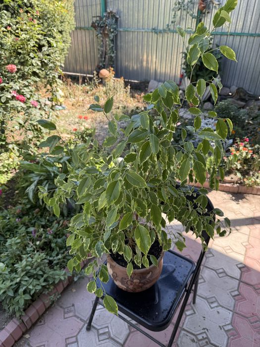 Фикус пестролистый