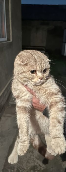 Шотландский вислуха