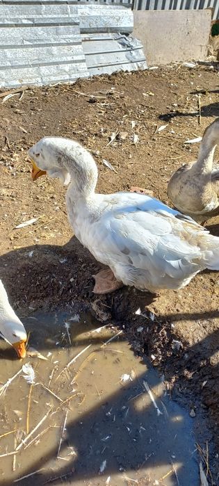 Продам гусей холмогоров 2 годовалых