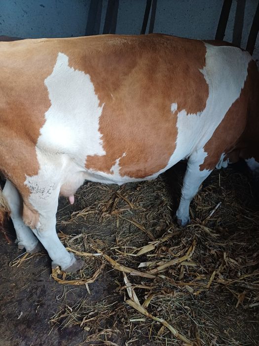 Vaca de vinzare buna de lapte