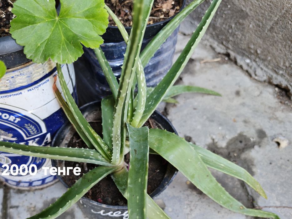 Продам Алоэ Вера старше 2-х лет.