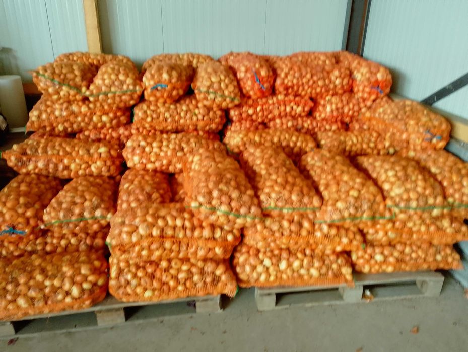 Ceapa cartofi consum sí samanta