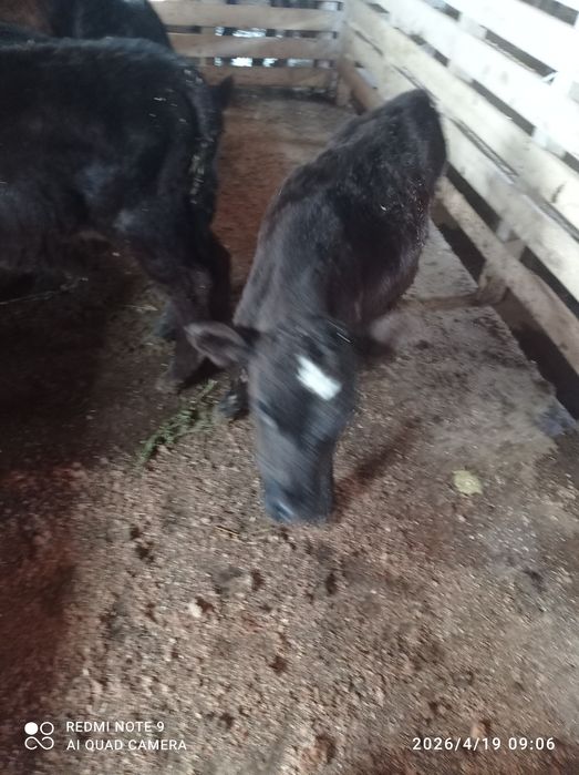 Бузаулар 2 еркек 2 ургашы